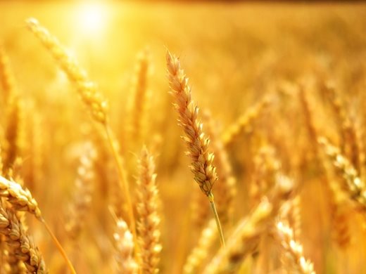Унгария иска удължаване на забраната за внос на украинско зърно до края на 2023 г.