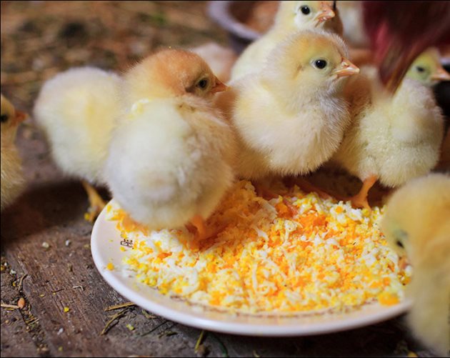 Нарязаното на дребно твърдо сварено яйце е задължителен елемент от менюто на току-що излюпените пилета