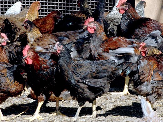 Започна унищожаването на 40 000 кокошки във фермата с птичи грип в Хасковско
