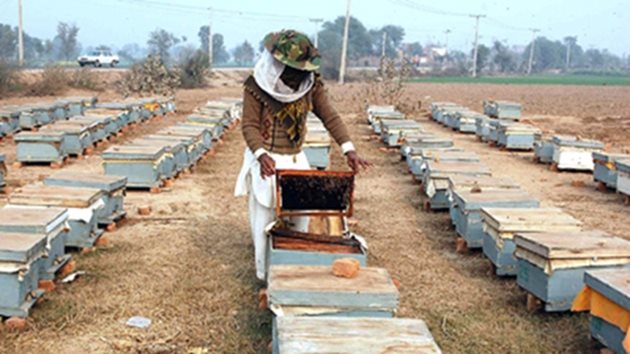 Недостиг на стимули за развитието на пчеларството в Пакистан е основният проблем, твърди президентът на Асоциацията на пчеларите в Пакистан.  Според статистиката на асоциацията  в пчеларството работят около 600 хиляди души. А броят на пчелните семейства се изчислява на 300 хиляди души