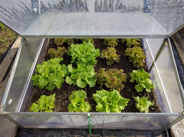 Презимуващите салати стават по-бързо, ако се отглеждат в някакъв вид култивационно съоръжение