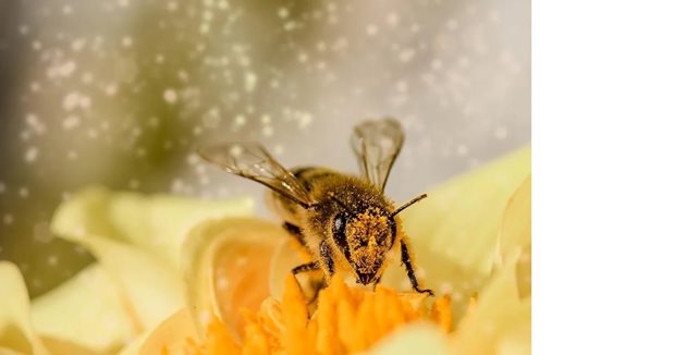 В кошера прашецът се преобразува в перга. Именно пергата е храна за пилото на пчелите и единствен източник на аминокиселини за тях. 