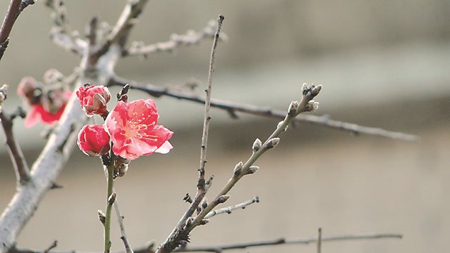 Кайсиите и прасковите не издържат на ниски температури и повратни студове. 

Снимка: Архив