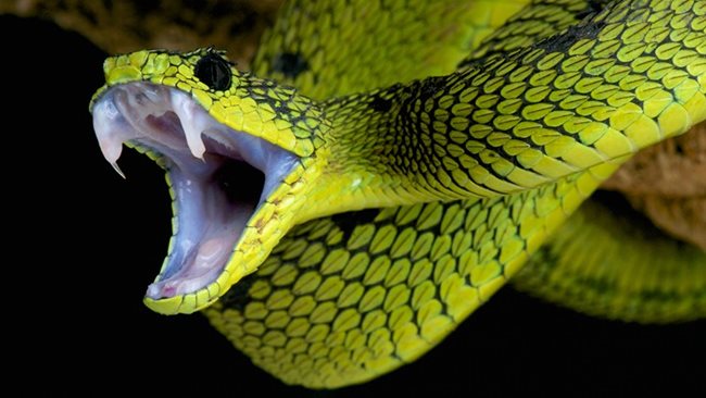 2 Офидиофобия (страх от змии) – Ето това е фобия, която е по-добре, че я има. От влечугите няма по-смъртоносен вид от този на змиите. По-голямата част от тях на планетата са отровни, а известна част са и доста агресивни. Да, това им е защитен механизъм, но така или иначе опасността от нараняване в следствие на контакта ви със змия е доста плашещ момент. Е, има и змии, от които не бива да изпитваме ужас, но е добре, когато спазваме дистанция.