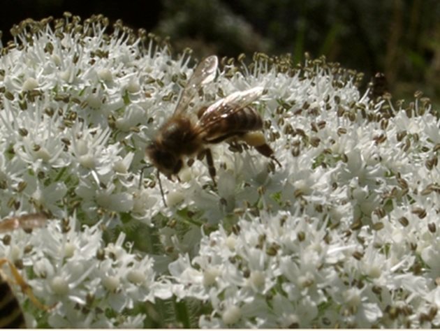 Пчелен прашец (бял цвят). Снимка Антонио Куто