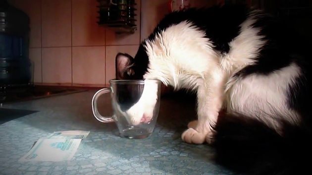 Тази котка е недоволна от купичката си с вода и предпочита да пие от чашата на стопанката си
Снимка: YouTube/Мой кот (и я)
