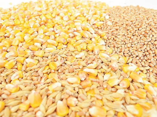 Зърнопроизводители недоволстват срещу вноса на евтина украинска пшеница