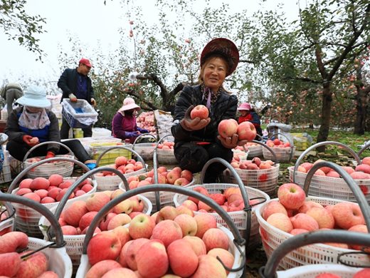 Отглеждането на ябълки насърчава съживяването на стара революционна база