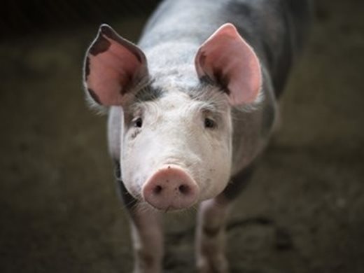 Очаква се спад в световното производство на месо заради чумата по свинете