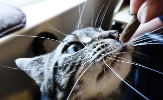 Ветеринарният лекар ще ви посъветва как да балансирате дажбата на котката си