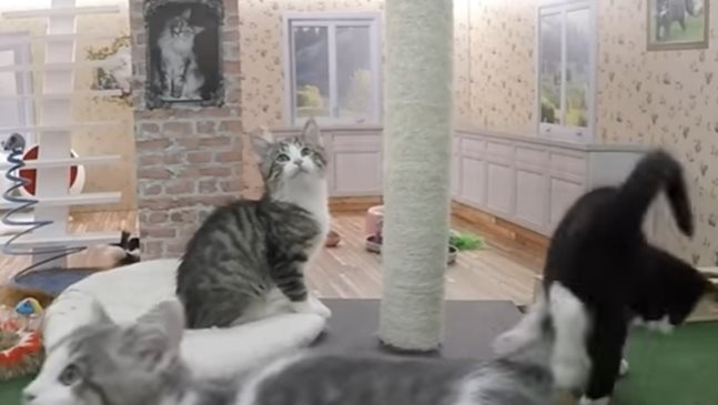 Котета живеят в къща за кукли (Видео)