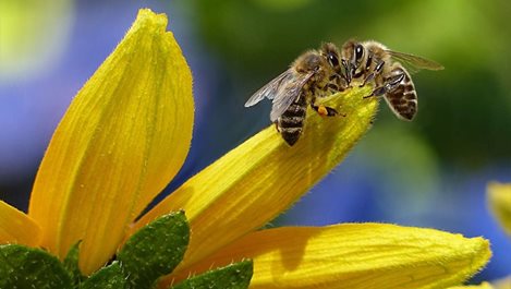 Учени записаха как се ругаят пчелите, когато се сблъскат (видео)