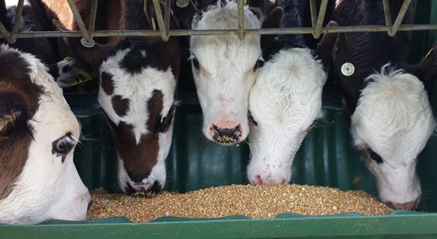 Ограниченото хранене в млечния период кара телетата да задоволяват потребностите си за сметка на ранно приучване към твърди фуражи, което води до по-бързо развитие на търбуха им
