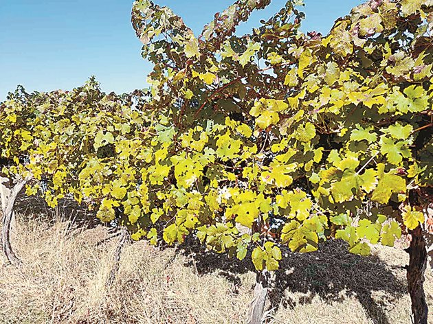 Дигитализацията намира място и при производството на вино, като моделите показва точните характеристики, на които трябва да отговаря даден сорт грозде