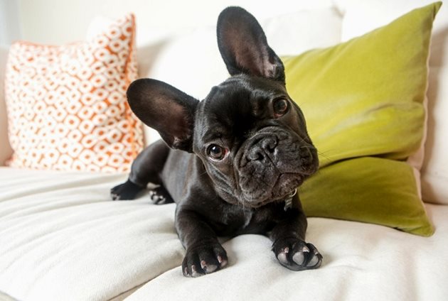 Ушите на френския булдог и на другите породи кучета с къси щръкнали уши не се нуждаят от често чистене