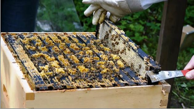 Пчелите изграждат така питите и килийките, че създават перфектните условия за преминаването им по време на работа