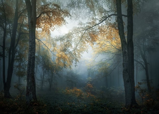 Снимката "Ранна есен" донесе на Валентин Атанасов приза "Най-добър фотограф" в света в раздела за пейзажна фотография.