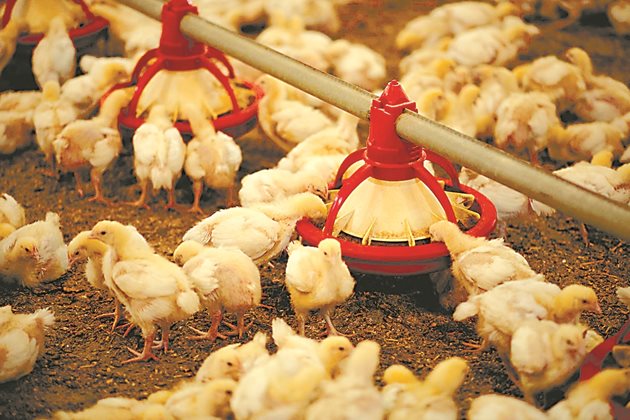  Към момента цената за производителите на пилешко месо пада. Рязко е намалял броят на българските ферми за производство на бройлери. Фермерите стопират бизнеса, защото липсата на свободни пари не позволява инвестиции.