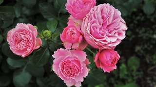 5 грешки при отглеждането на рози