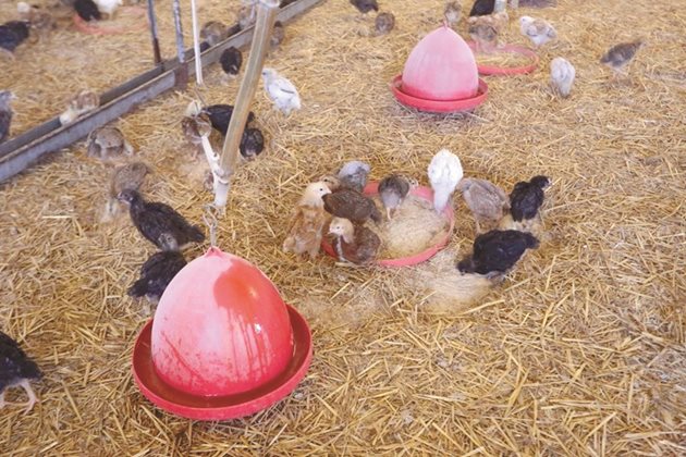 При отглеждане на пуйчетата смъртността не трябва да надминава 5-7%. Често най-висока смъртност се наблюдава при пуйчетата до 5-6 дневна възраст, когато те умират от глад.