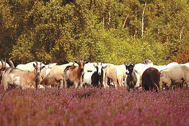 През лятото дребният рогат добитък се храни предимно с трева и не се нуждае от хранене със сочни фуражи.