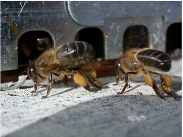 Пчели на входа на кошера с топки от прашец по краката.  Снимка: Антонио Куто