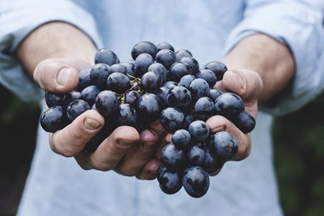 Малко прясно грозде може да послужи за направа на специална закваска
