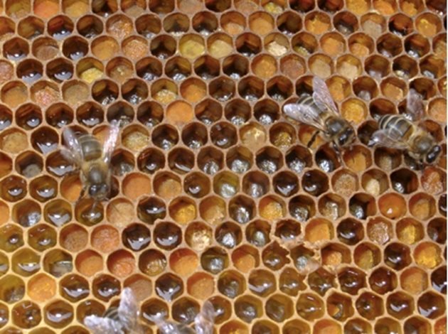 Пчели, смесващи мед с полен от различни цветове
