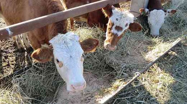 Осигурете 3-4 кг сено на крава