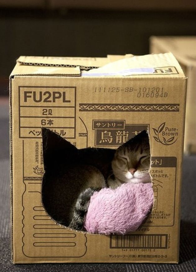 Всяка котка обича да си има своя "къща"