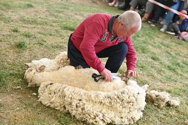 И тази година има стрижба на овце за бързина / Снимки: Национален събор на овцевъдите в България