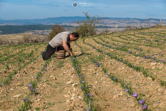 Преди 10-ина години в Европейския съюз започва да се субсидира отглеждането на шафран, за да се развие този сектор в европейското земеделие. От европарите единствено се възползват Испания, Италия и Гърция, в които е концентрирано производството на шафранов минзухар в Европа.