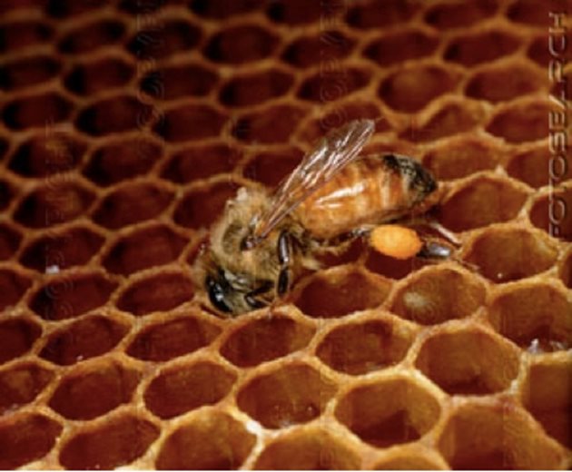 Пчели смесват цветен прашец с мед във восъчните килийки