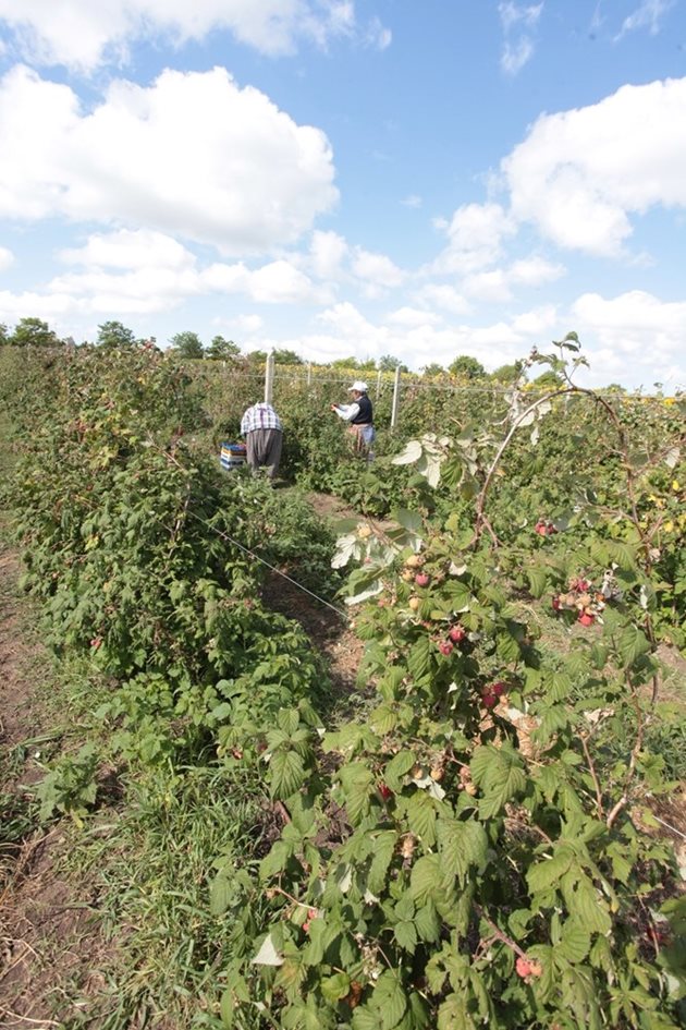 Отглеждането на ягодоплодни е свързано с много проблеми, които трябва да се решат, ако искаме да имаме производство Снимки: Андрей Белоконски
