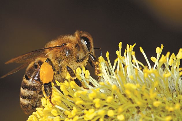 При всеки полет медоносната пчела "посещава" между 100 и 1000 цвята. Същата пчела ще направи 20 полета на ден. Броят им зависи от количеството нектар и колко е близо до него.