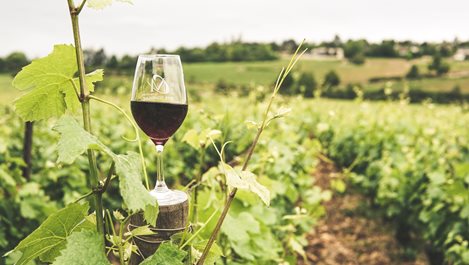 8 ползи от пиенето на червено вино