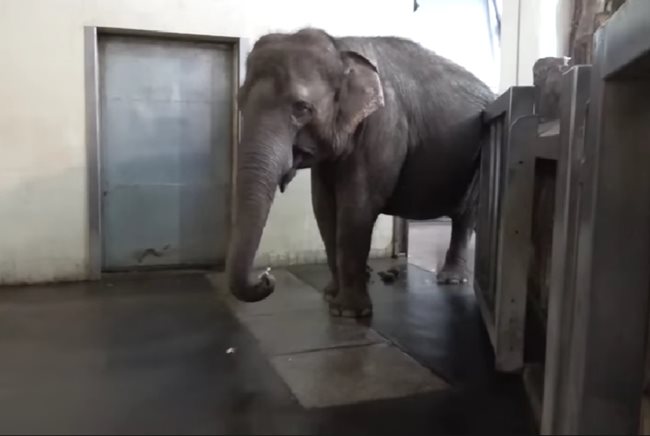 Азиатската слоница на име Панг Фа пристига в Берлинската зоологическа градина през 1987 г. Кадър: Ютуб/Science X
