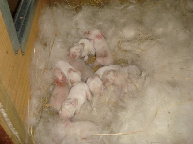 Зайчетата се раждат средно 30 дни след заплождането на самката