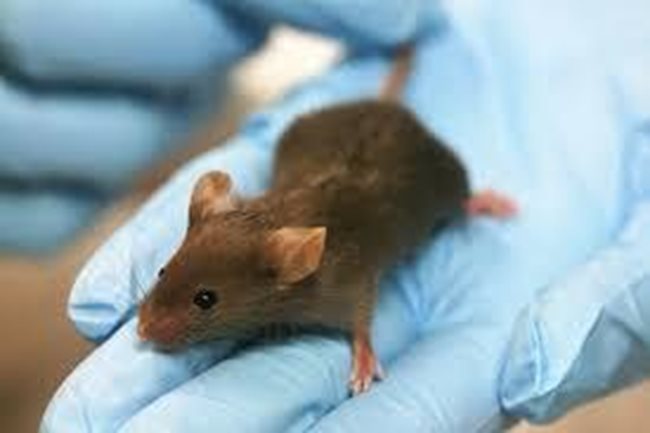 Лабораторна мишка СНИМКА: wikipedia