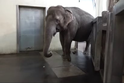 Слон се научи да бели банани с хобота си (Видео)