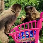 В зоопарка не ги е страх от маймунската шарка