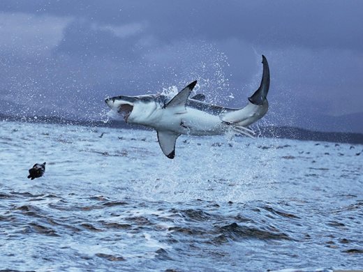 Учени заснеха как косатки убиват бяла акула (Видео)