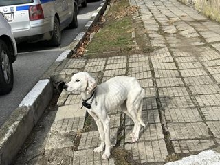 Търсят нов дом на кучето на изчезналия Ники от Конаре, родителите на момчето не го искат