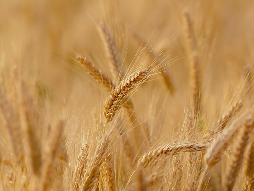 Добруджанска пшеница се изнася за Европейския съюз