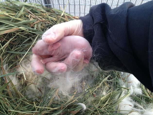 Проверявайте новородените зайчета много внимателно и задължително с гумени ръкавици