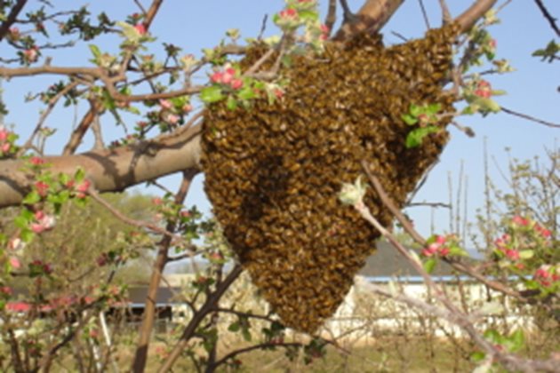 Колкото по-малко пило остане в питите, толкова по-малко грижи и работа имат пчелите-гледачки (именно това са пчелите, които започват да роят).  Когато се достигне до определен брой "незаети в отглеждането" пчели, те ще започнат да изграждат роеви маточници, майката ще ги осемени, а пчелното семейство ще рои точно преди те да бъдат запечатани.