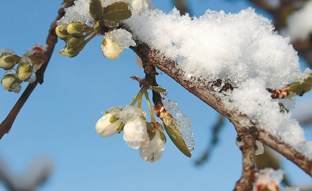 Овощарите искат да се подпомагат продукти, които са насочени срещу опасности от климатично естество