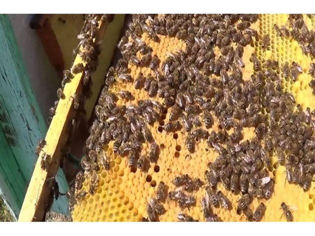 Когато зазимим слабо пчелно семейство, с достатъчни хранителни запаси,, всека пчела консумира повече мед, което естествено довежда до препълване на червото с екскременти.