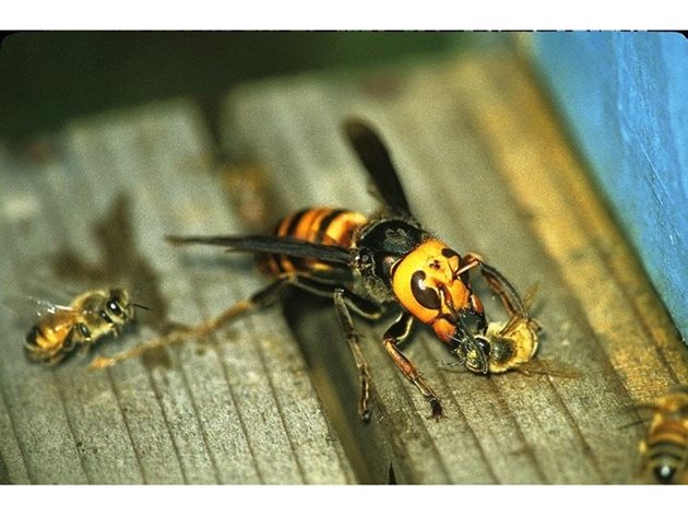 Борбата срещу стършелите се води, както срещу осите. Пчеларят трябва да има предвид, че ужилванията от стършели са твърде опасни за човека и може да завършат със смърт