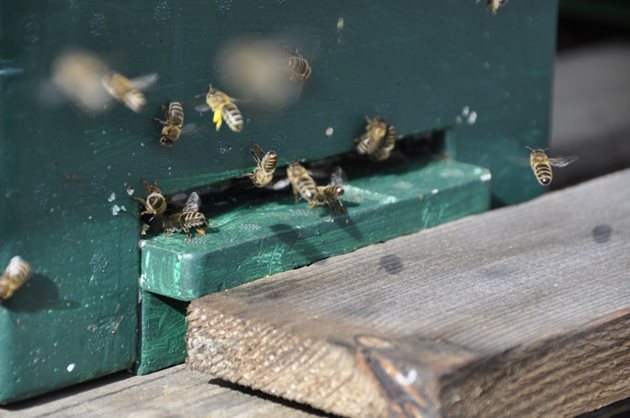  Пчелите, преди да приключи летежът, се появяват на прилетната дъска и след кратко обследване на степента на светлината, се връщат обратно в кошера.